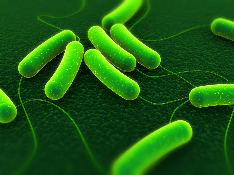 bacteria
