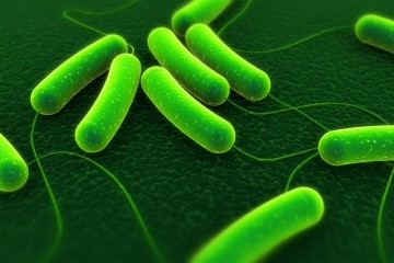 חיידקים